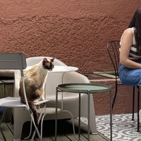   at O Porto dos Gatos in Porto