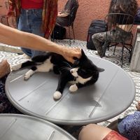   at O Porto dos Gatos in Porto