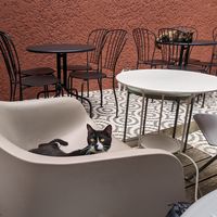  at O Porto dos Gatos in Porto