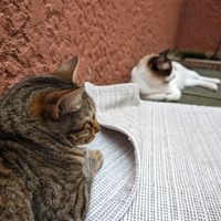  at O Porto dos Gatos in Porto