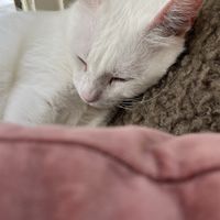   at O Porto dos Gatos in Porto