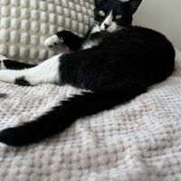   at O Porto dos Gatos in Porto