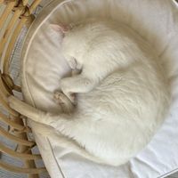   at O Porto dos Gatos in Porto