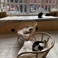 Cats room at O Porto dos Gatos in Porto