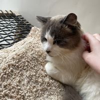   at O Porto dos Gatos in Porto