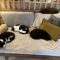   at O Porto dos Gatos in Porto