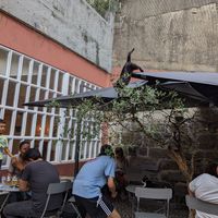 Cats playing around while you eat - so cute! at O Porto dos Gatos in Porto