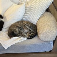   at O Porto dos Gatos in Porto