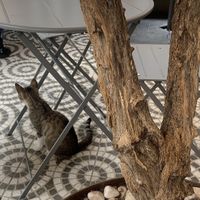   at O Porto dos Gatos in Porto