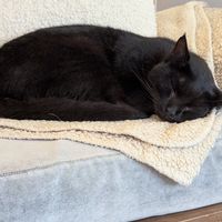  at O Porto dos Gatos in Porto