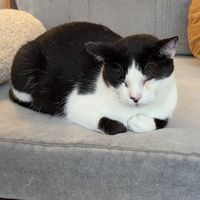  at O Porto dos Gatos in Porto