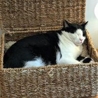  at O Porto dos Gatos in Porto