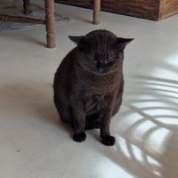  at O Porto dos Gatos in Porto