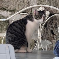  at O Porto dos Gatos in Porto