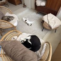   at O Porto dos Gatos in Porto