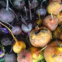 Fresh  at Tri County Produce in Santa Barbara