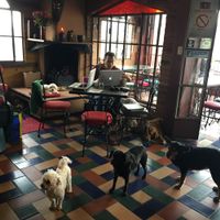 cafe Mosaico is Petfriendly! at Cafe Mosaico in Quito