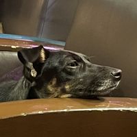 One of the dog patrons  at Cafe Mosaico in Quito