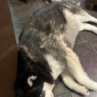 This doggo lay beside me entire night!  at Cafe Mosaico in Quito