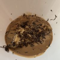 truffle pasta at Gauthier Soho in London