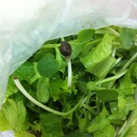 Greens with snail crawling on it :-( at ROM Vegetarian Restaurant in Da Nang
