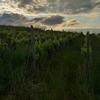 Rundlauf ♡ an den Weinbergen 🍷 at Weingut Trautwein - Restaurant & Hotel in Flonheim