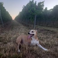  at Weingut Trautwein - Restaurant & Hotel in Flonheim