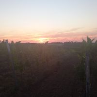  at Weingut Trautwein - Restaurant & Hotel in Flonheim