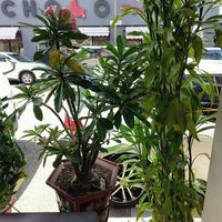  at Yi Xin Vegetarian 一心素食 in Central Singapore