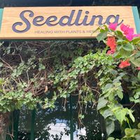  at Seedling in Tulum