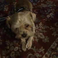 Mit Hund at Backstage Vegan Kitchen in Rotterdam