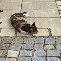 Cat ❤️ at Fryends in Brno