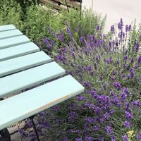 Garden surrounded by herbs   at Fryends in Brno