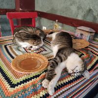 Cats hanging out at Cafe Naftalin K in Istanbul
