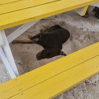 Dog under table at Ice and Beans Cafe in Caye Caulker