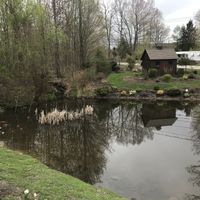 The scenic pond with fish swimming at Greenhouse Cafe & Tavern in Burlington