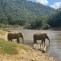   at Elephant Nature Park in Chiang Mai