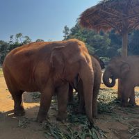   at Elephant Nature Park in Chiang Mai