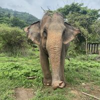   at Elephant Nature Park in Chiang Mai