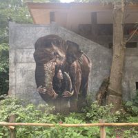   at Elephant Nature Park in Chiang Mai