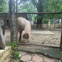   at Elephant Nature Park in Chiang Mai