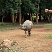 Elephant Nature Park  at Elephant Nature Park in Chiang Mai
