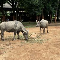 Elephant Nature Park  at Elephant Nature Park in Chiang Mai