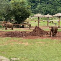 Elephant Nature Park  at Elephant Nature Park in Chiang Mai