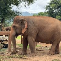Elephant Nature Park  at Elephant Nature Park in Chiang Mai