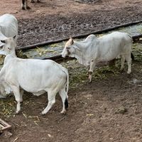 Elephant Nature Park  at Elephant Nature Park in Chiang Mai
