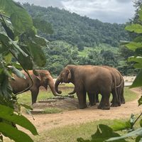 Elephants  at Elephant Nature Park in Chiang Mai