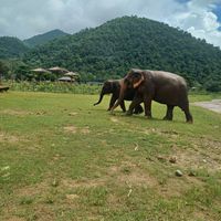 Open spaces for the elephants with access to the river at Elephant Nature Park in Chiang Mai
