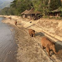   at Elephant Nature Park in Chiang Mai