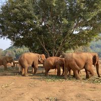   at Elephant Nature Park in Chiang Mai